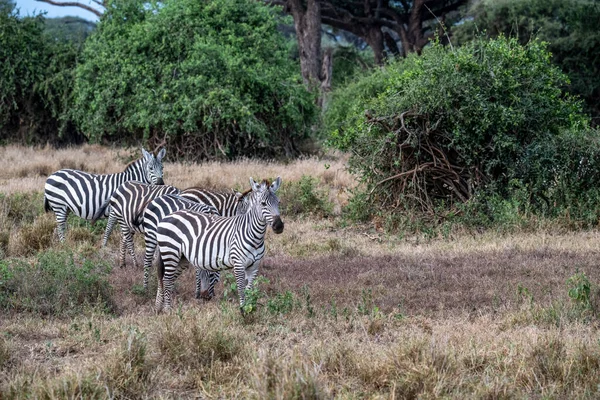 Speelse Zebra Eten Vers Gras Spelen Met Elkaar — Stockfoto