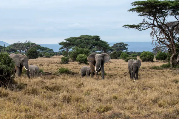 Una Familia Amistosa Elefantes Emigra Través Prados Verdes — Foto de Stock