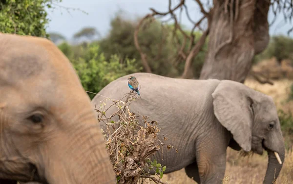 Eine Freundliche Elefantenfamilie Wandert Durch Grüne Wiesen — Stockfoto