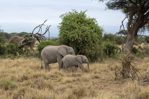 Een Vriendelijke Familie Van Olifanten Trekt Door Groene Weiden — Stockfoto