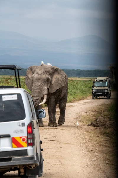 Una Familia Amistosa Elefantes Emigra Través Prados Verdes —  Fotos de Stock