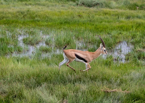 国立公園の緑の草原で静かに草を食むアンテロープ — ストック写真