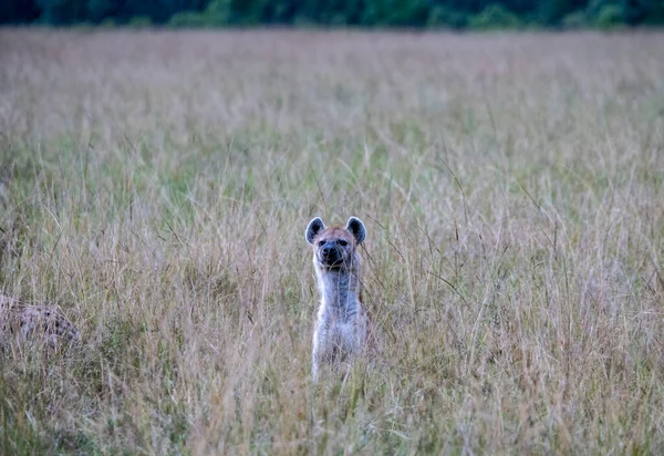 Röda Hyenor Samlas Flock Och Förbereda Sig För Nattjakt — Stockfoto