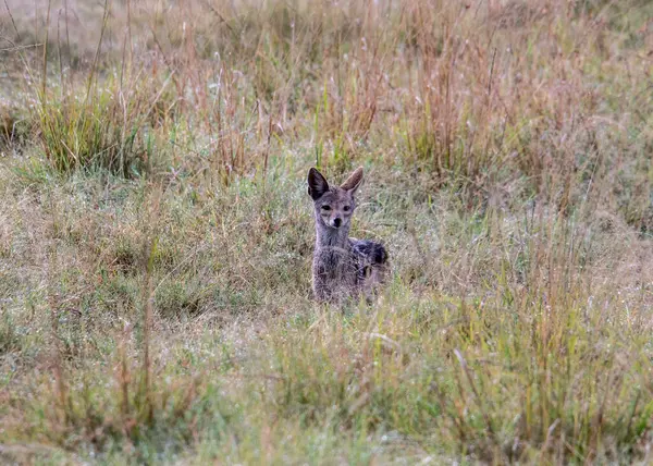 Afrikansk Storörad Fennec Räv Äter Varsamt Högt Gräs — Stockfoto