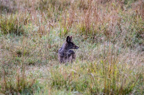 Africano Orejas Grandes Fennec Zorro Come Con Cautela Hierba Alta — Foto de Stock