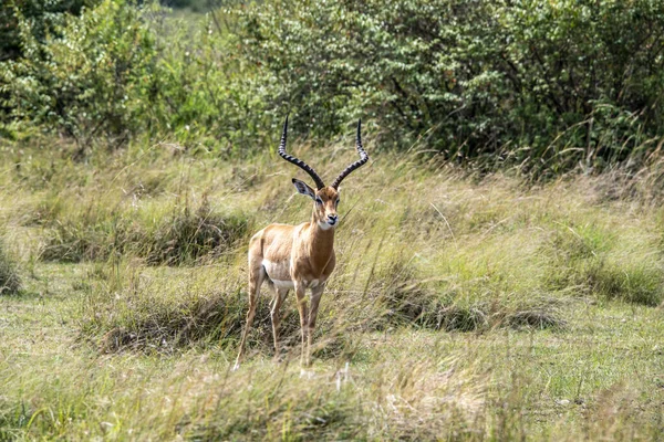 Antílopes Pastan Tranquilamente Prados Verdes Parque Nacional —  Fotos de Stock