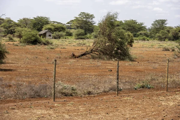 Árbol Caído Sobre Fondo Tierra Roja — Foto de Stock