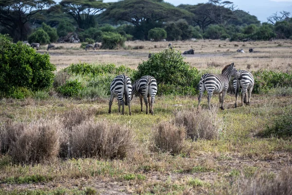 Zebras Alegres Brincalhões Estão Brincando Comendo Grama Fresca Gramado Verde — Fotografia de Stock