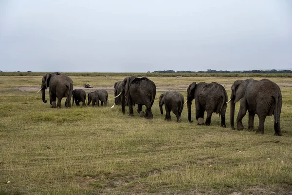 Una Familia Amistosa Elefantes Emigra Través Prados Verdes — Foto de Stock