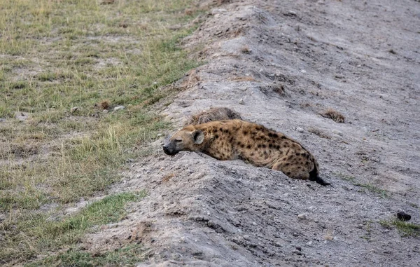 Grijze Hyena Rustend Een Greppel Wachtend Nacht — Stockfoto