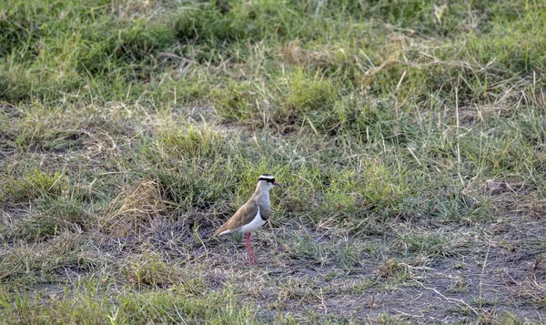 Belo Pássaro Está Procura Comida Grama Olha Redor — Fotografia de Stock