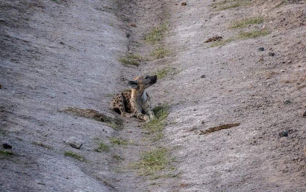 Grå Hyena Vilar Ett Dike Väntar Natten — Stockfoto