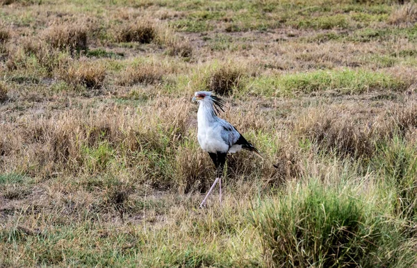 Secretário Pássaro Orgulhosamente Avança Grama Alta Parque Nacional — Fotografia de Stock