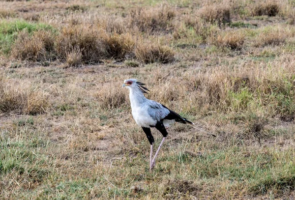Secrétaire Oiseau Marche Fièrement Sur Herbe Haute Dans Parc National — Photo