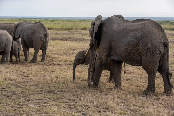 a friendly family of elephants migrates through green meadows
