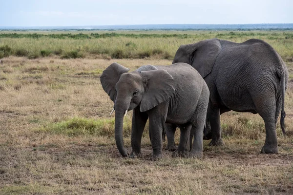 Een Vriendelijke Familie Van Olifanten Trekt Door Groene Weiden — Stockfoto