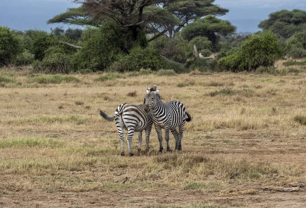Fröhliche Und Verspielte Zebras Spielen Und Fressen Frisches Gras Auf — Stockfoto