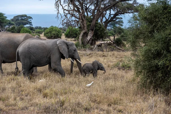 a friendly family of elephants migrates through green meadows