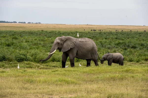 Een Familie Giraffen Trekt Door Een Groene Weide Zoek Naar — Stockfoto