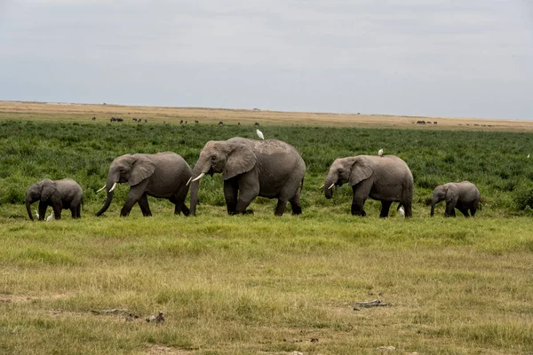 一群长颈鹿穿过一片绿色的草地寻找食物 — 图库照片