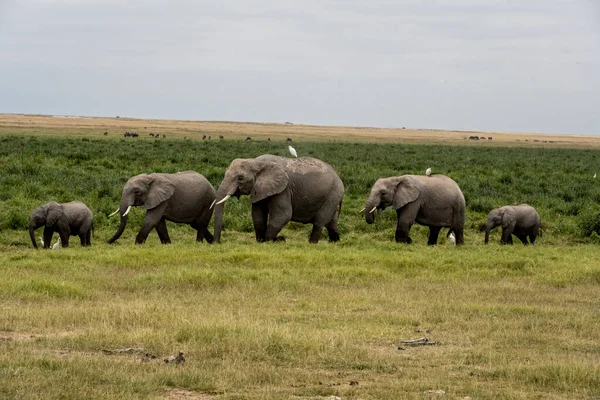 Una Familia Jirafas Mueve Través Prado Verde Busca Comida — Foto de Stock