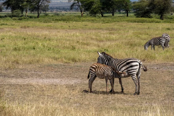 Una Familia Jirafas Mueve Través Prado Verde Busca Comida — Foto de Stock