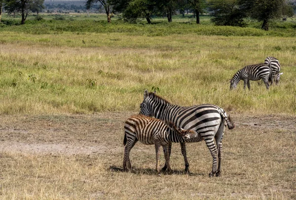 Una Familia Jirafas Mueve Través Prado Verde Busca Comida — Foto de Stock