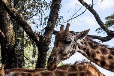 Yeşil arka planda zürafa yakın plan.
