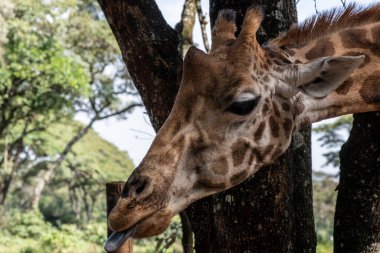 Yeşil arka planda zürafa yakın plan.