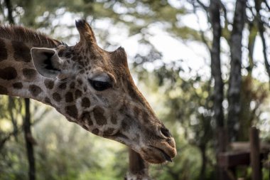 Yeşil arka planda zürafa yakın plan.