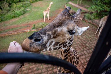 Yeşil arka planda zürafa yakın plan.