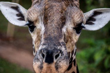 Ormandan gelen zürafalar insanlara kahvaltı için gelirdi.
