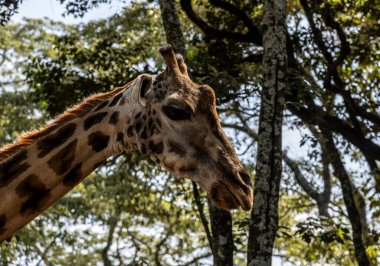 Ormandan gelen zürafalar insanlara kahvaltı için gelirdi.