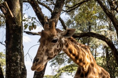Ormandan gelen zürafalar insanlara kahvaltı için gelirdi.