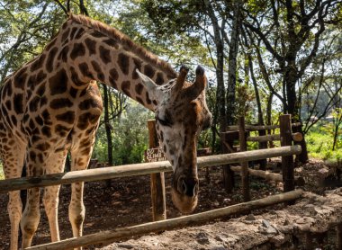 Yeşil arka planda zürafa yakın plan.