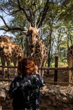 İnsanları ziyarete gelen vahşi zürafaları elle beslemek.