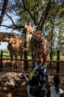 İnsanları ziyarete gelen vahşi zürafaları elle beslemek.