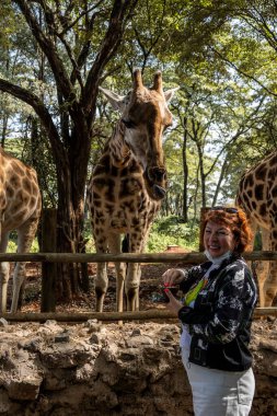 İnsanları ziyarete gelen vahşi zürafaları elle beslemek.