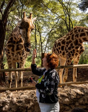 İnsanları ziyarete gelen vahşi zürafaları elle beslemek.