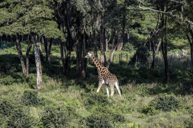 Kenya 'da yaşayan insanların yakınında bir orman parkında zürafalar.