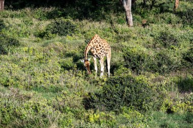 Kenya 'da yaşayan insanların yakınında bir orman parkında zürafalar.