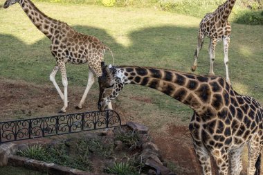 Kenya 'da yaşayan insanların yakınında bir orman parkında zürafalar.