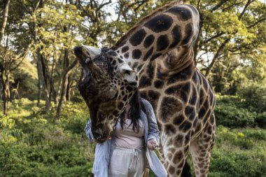 Ormandan gelenlerin ellerinden zürafaları beslemek.