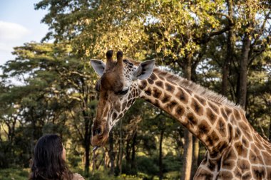 Ormandan gelenlerin ellerinden zürafaları beslemek.