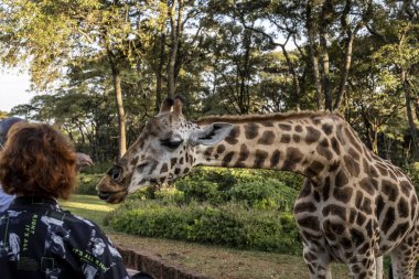 Ormandan gelenlerin ellerinden zürafaları beslemek.