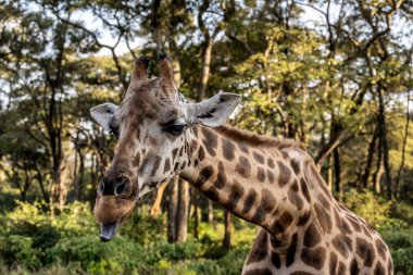 Ormandan gelenlerin ellerinden zürafaları beslemek.