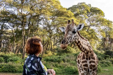 Ormandan gelenlerin ellerinden zürafaları beslemek.