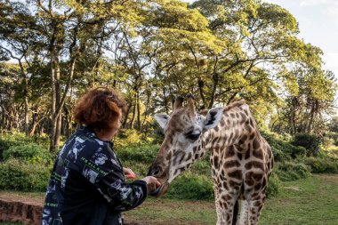 Ormandan gelenlerin ellerinden zürafaları beslemek.