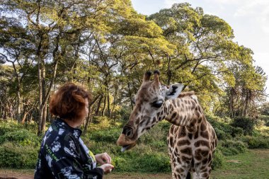 Ormandan gelenlerin ellerinden zürafaları beslemek.