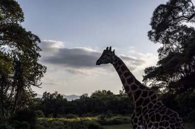 Ormandan gelenlerin ellerinden zürafaları beslemek.